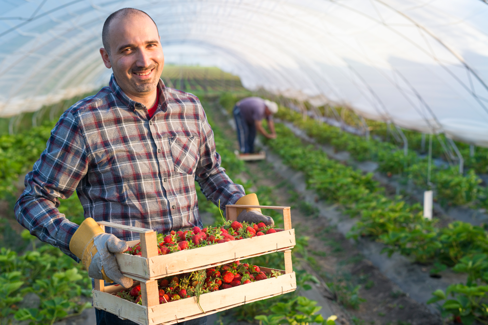 Portrait Farmer Holding Crate Full Strawberries Fruit Greenhouse